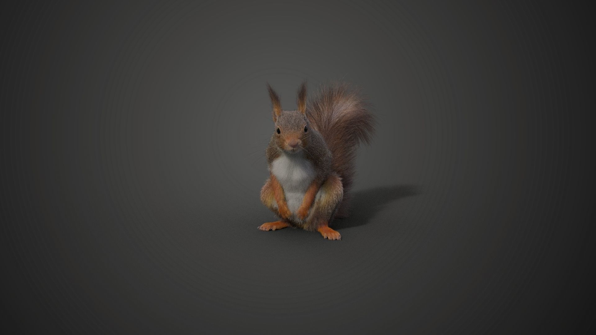 RedSquirrel Winter Animated VFX Grace 3D model_14