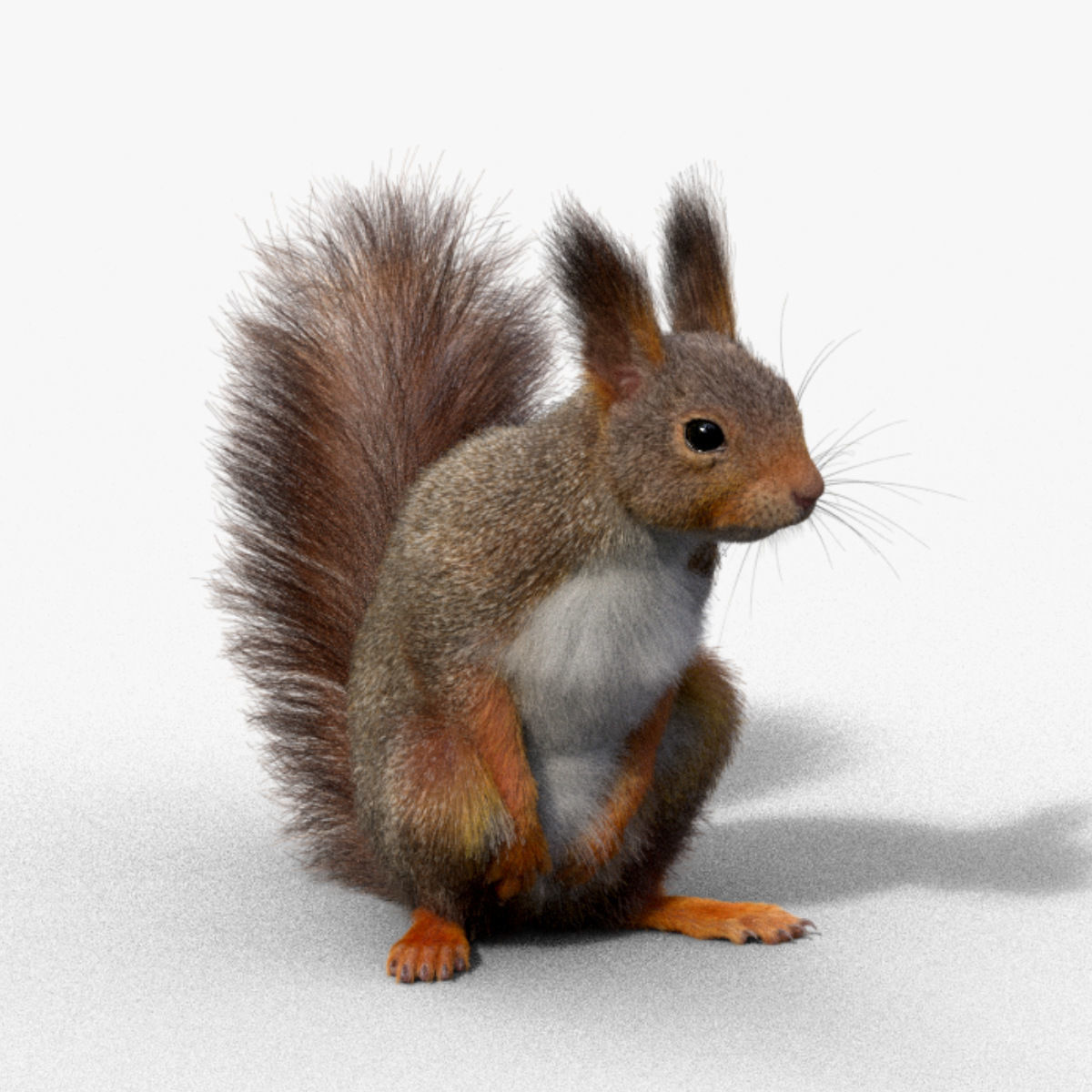 RedSquirrel Winter Animated VFX Grace 3D model_5