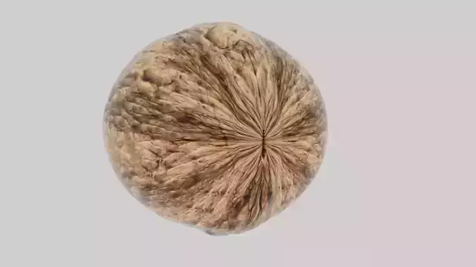 Walnut Cracking 3D model