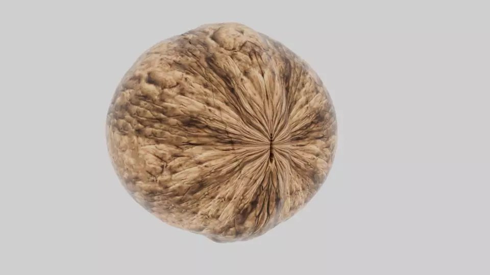Walnut Cracking 3D model