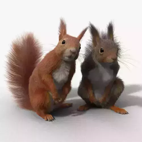 RedSquirrel Animated VFX Grace
