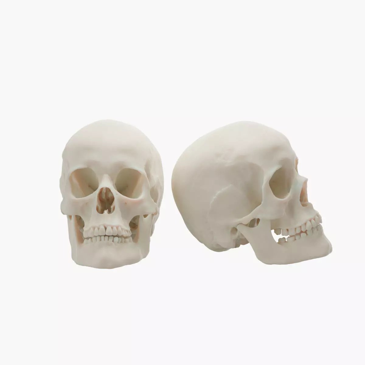 Scull anatomical 3D model_0