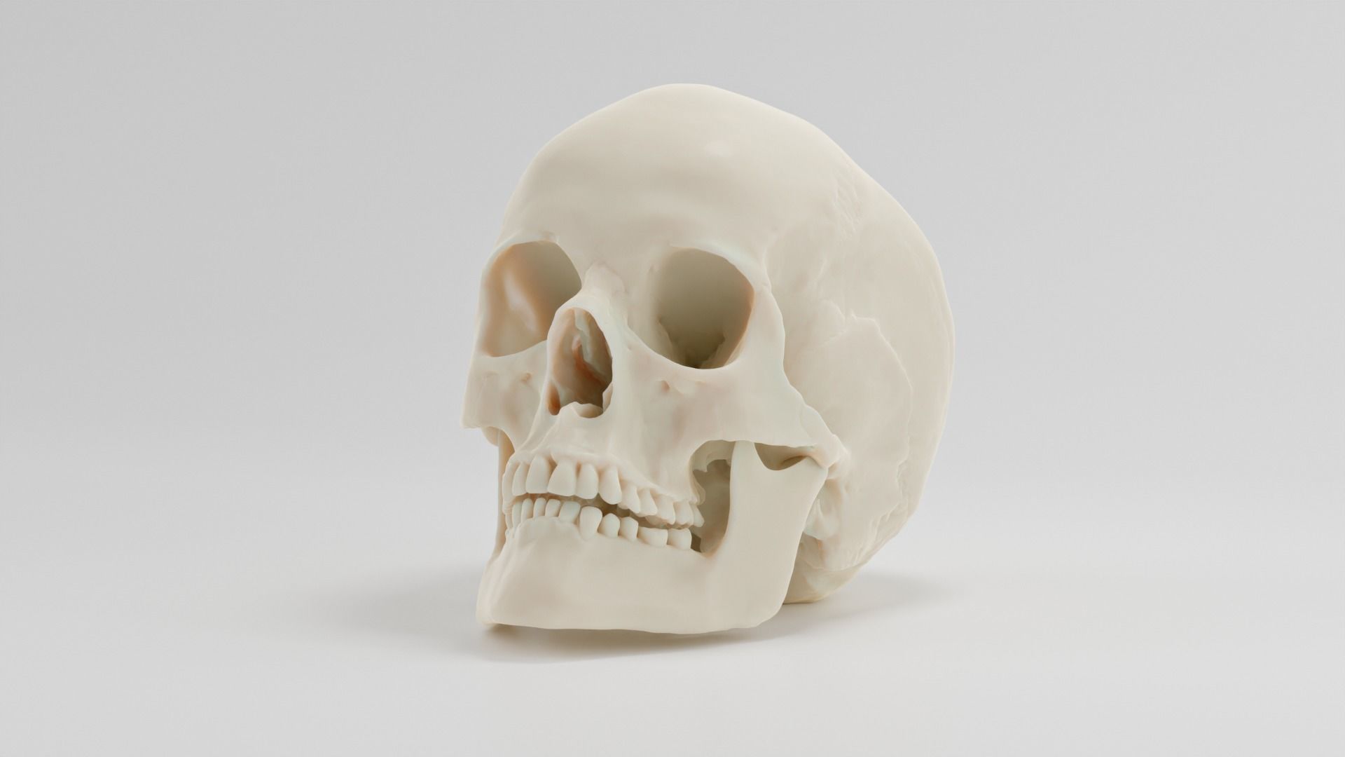 Scull anatomical 3D model_1