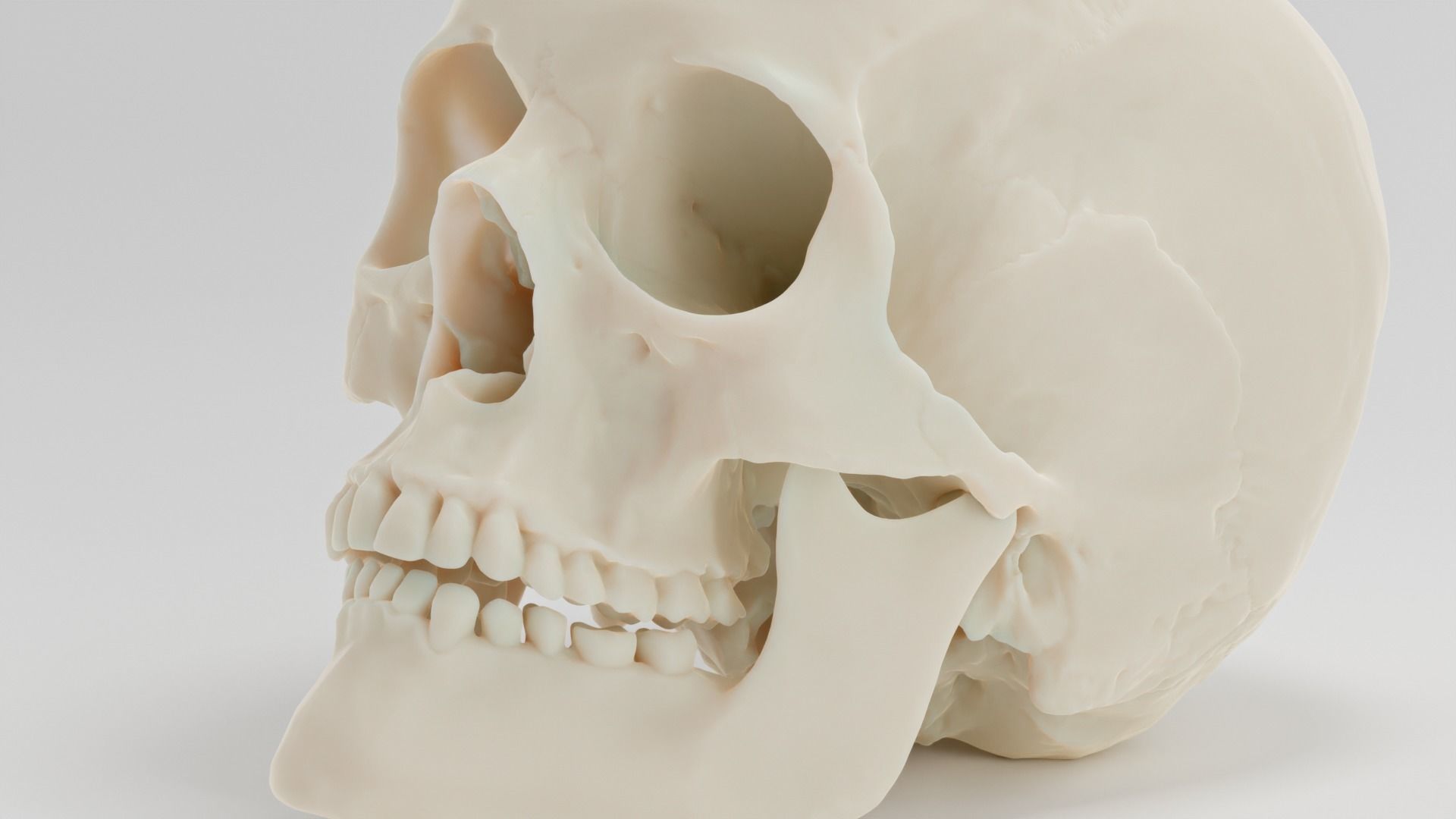 Scull anatomical 3D model_5