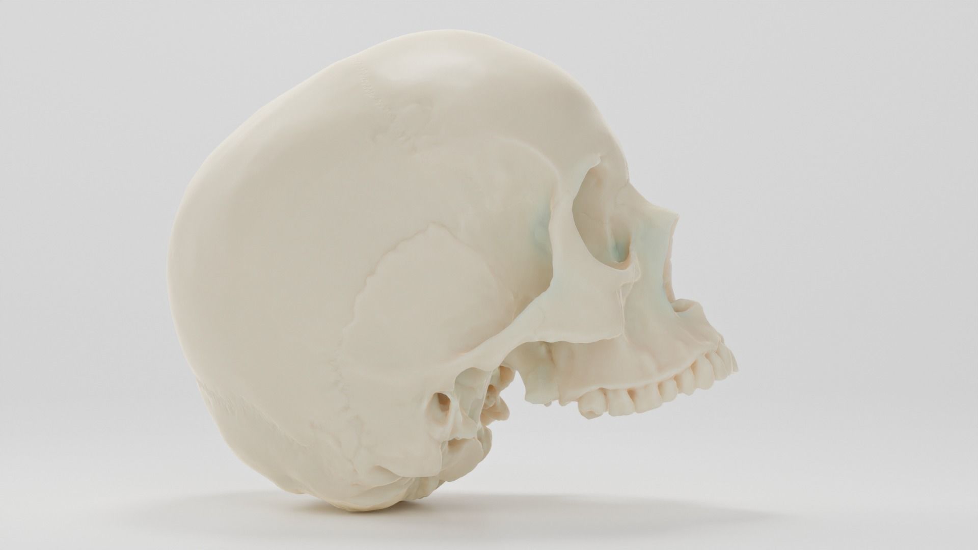 Scull anatomical 3D model_4