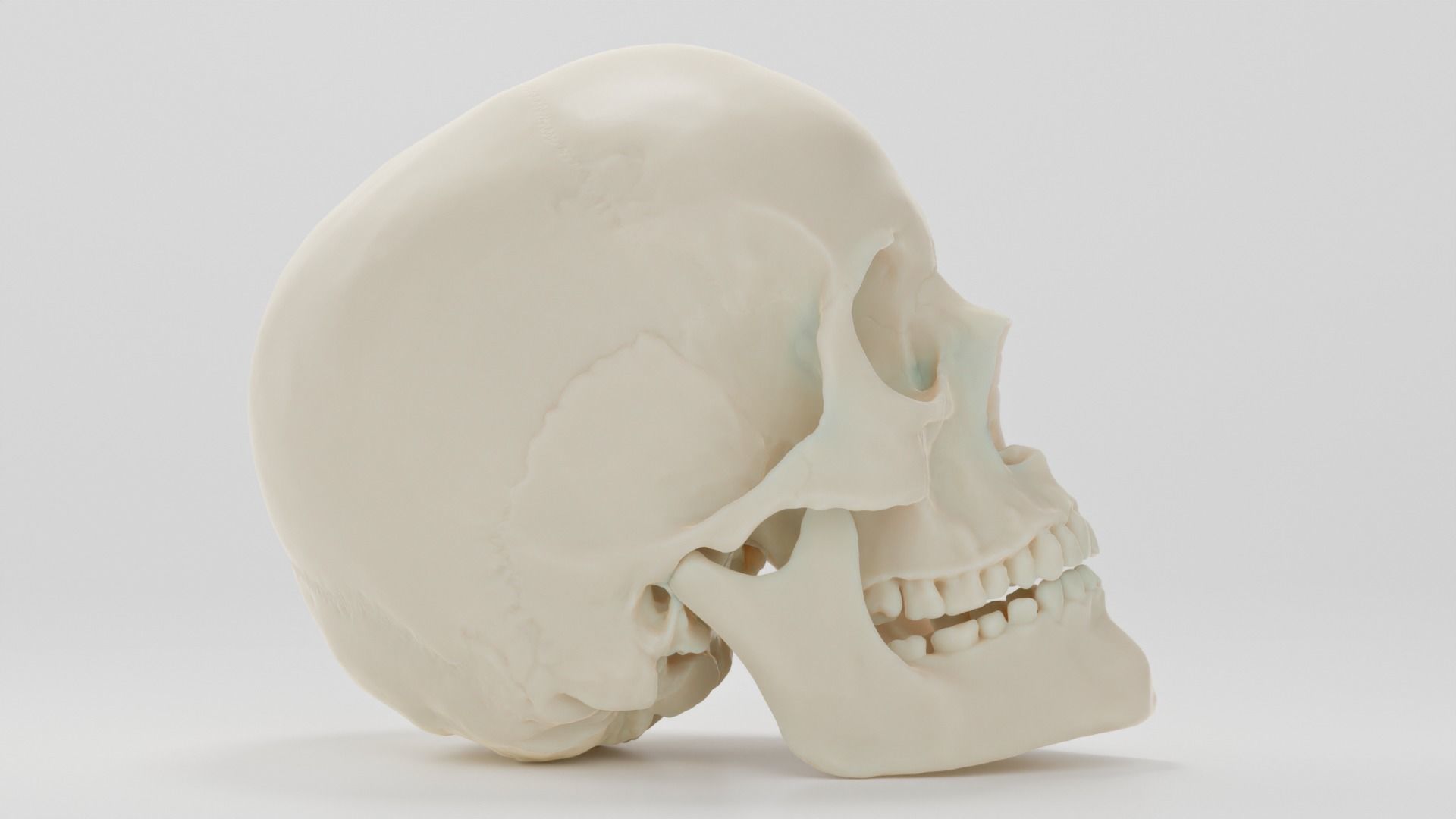 Scull anatomical 3D model_3