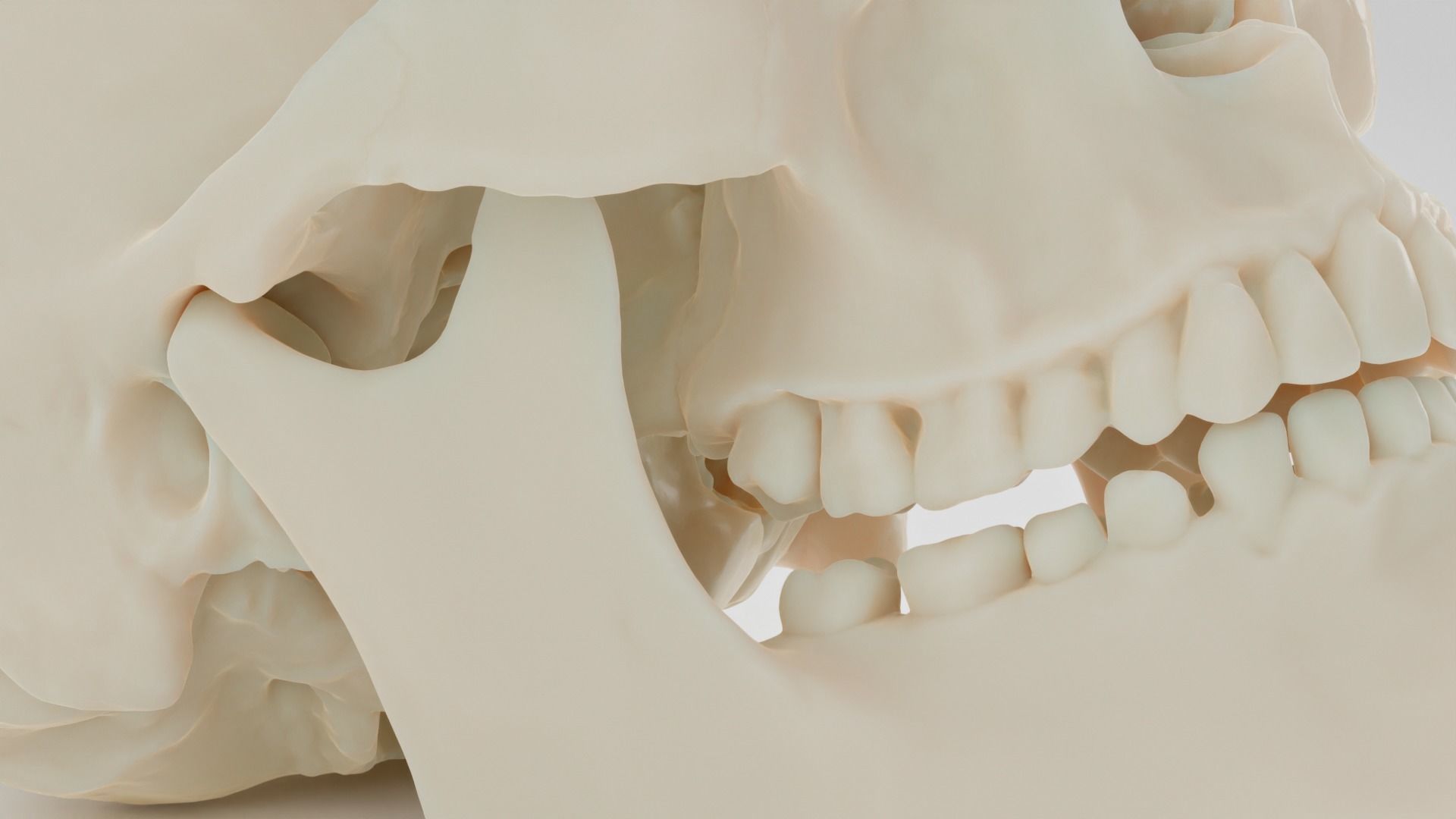 Scull anatomical 3D model_2