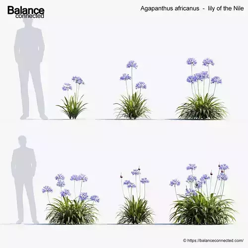 Agapanthus africanus lily of the Nile 3D Model