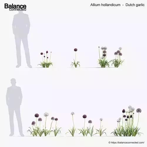 Allium hollandicum Dutch Garlic 3D Model 3D model