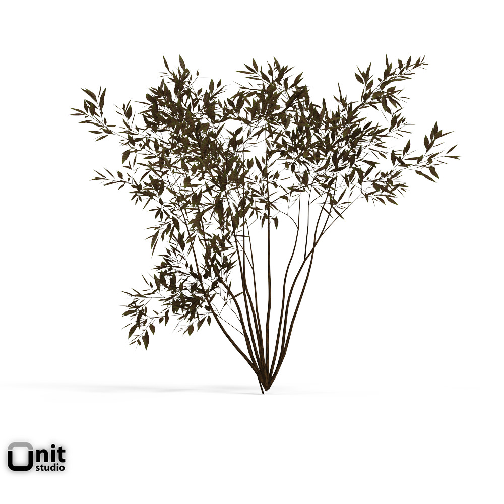 Bushes Collection - Set bamboo plant 3D model_2