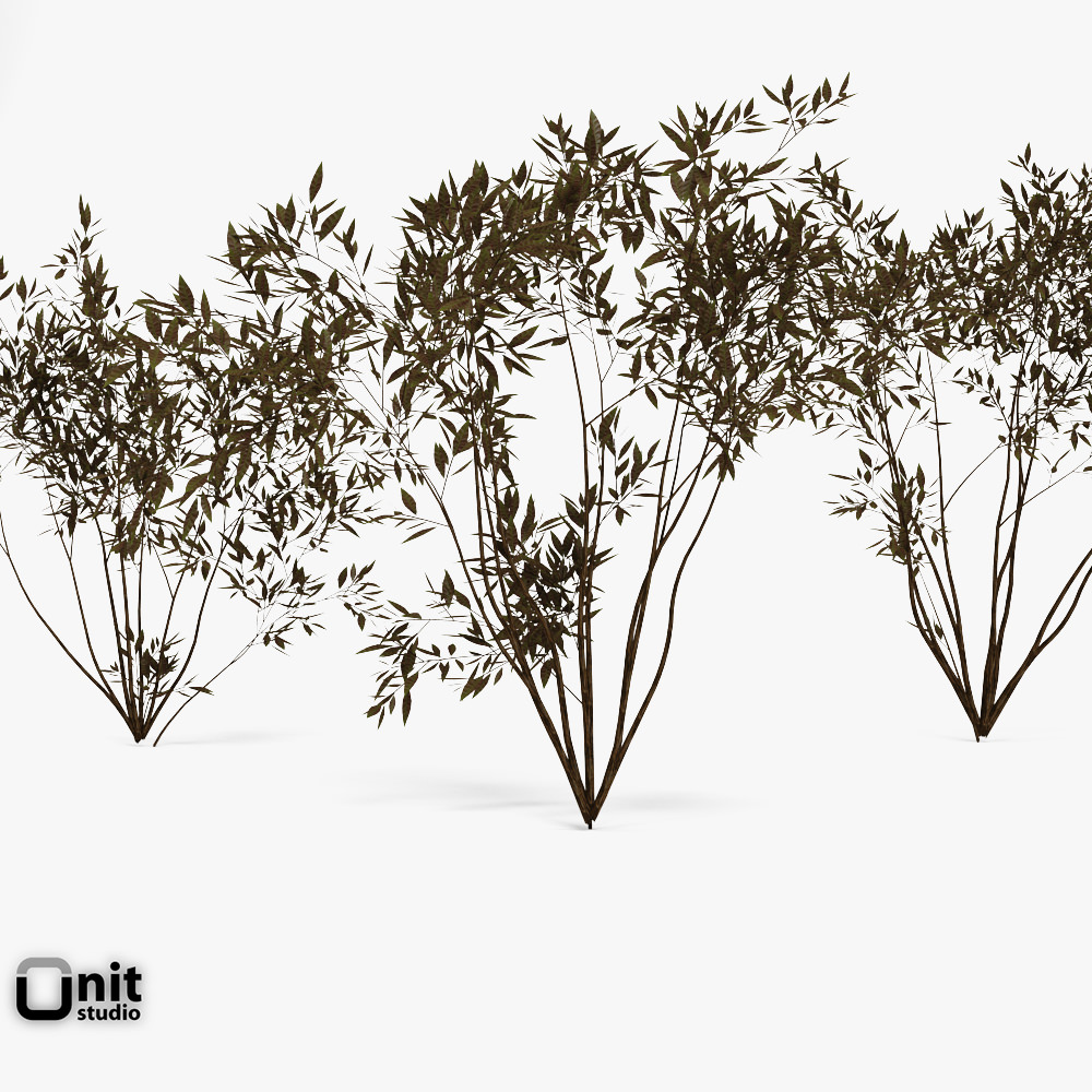 Bushes Collection - Set bamboo plant 3D model_1