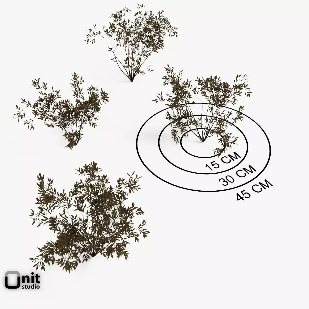 Bushes Collection - Set bamboo plant 3D model_0