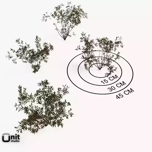 Bushes Collection - Set bamboo plant