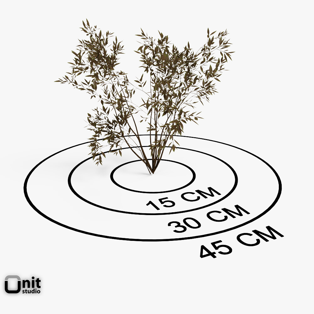 Bushes Collection - Set bamboo plant 3D model_3