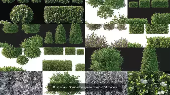 Bushes and Shrubs Evergreen Shrubs 3D Model Collection
