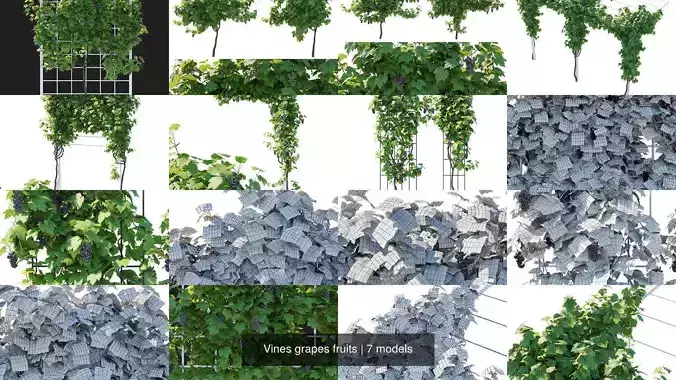 Vines grapes fruits 3D Model Collection