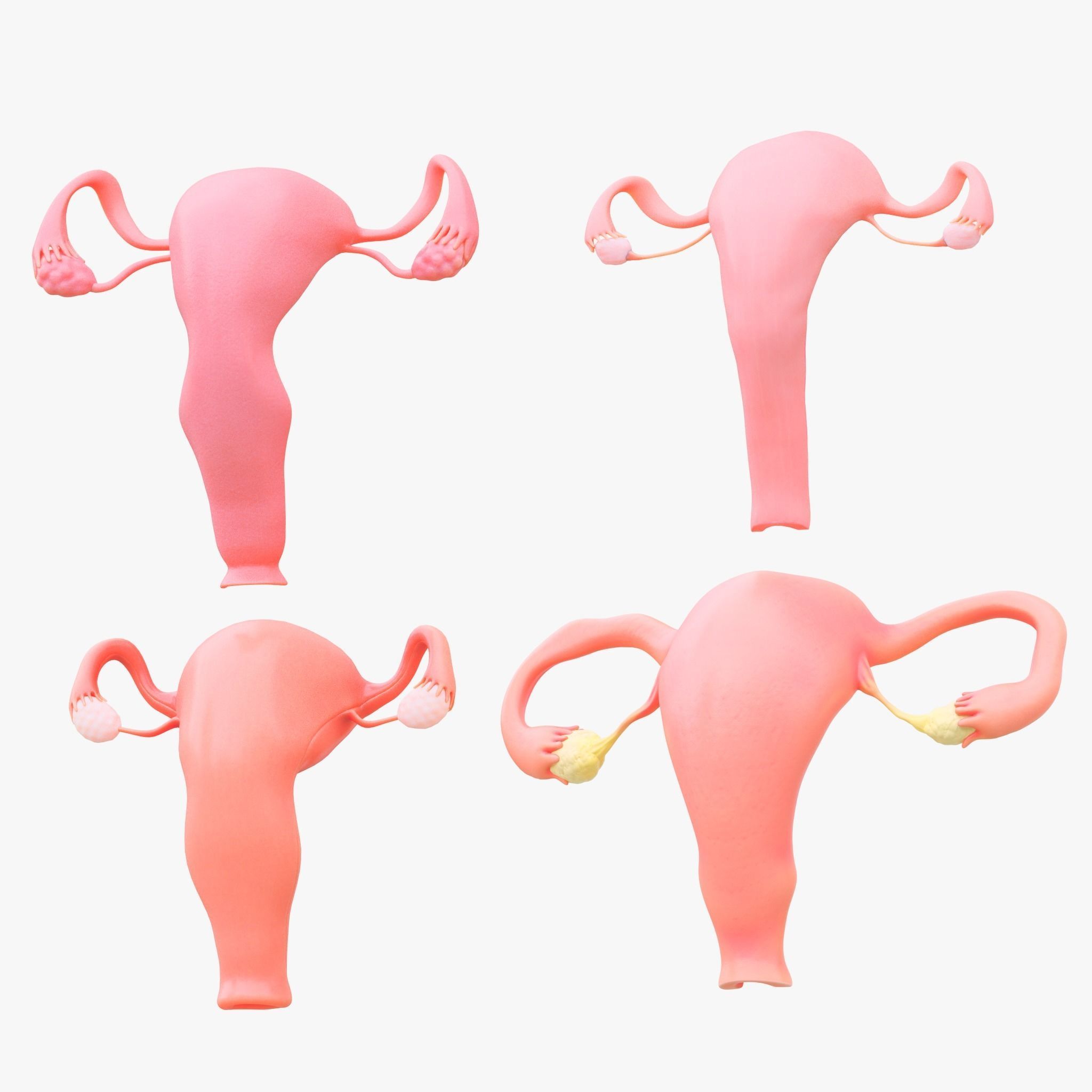 Female Reproductive System Section Bundle 3D model_3