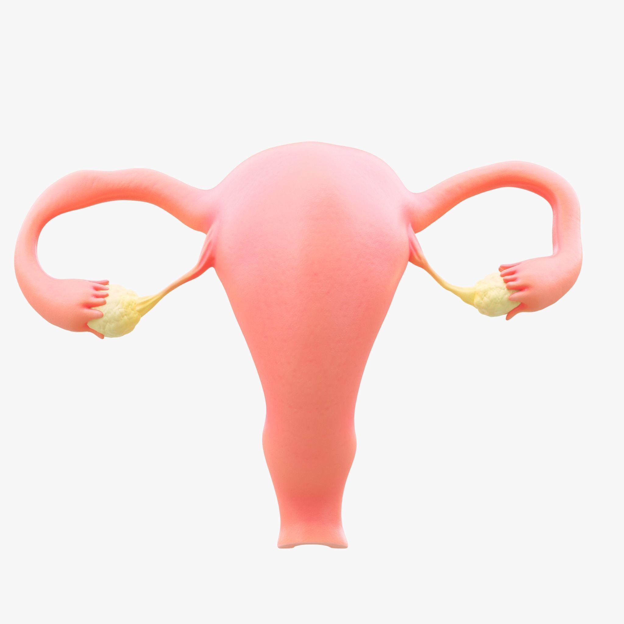 Female Reproductive System Section Bundle 3D model_9