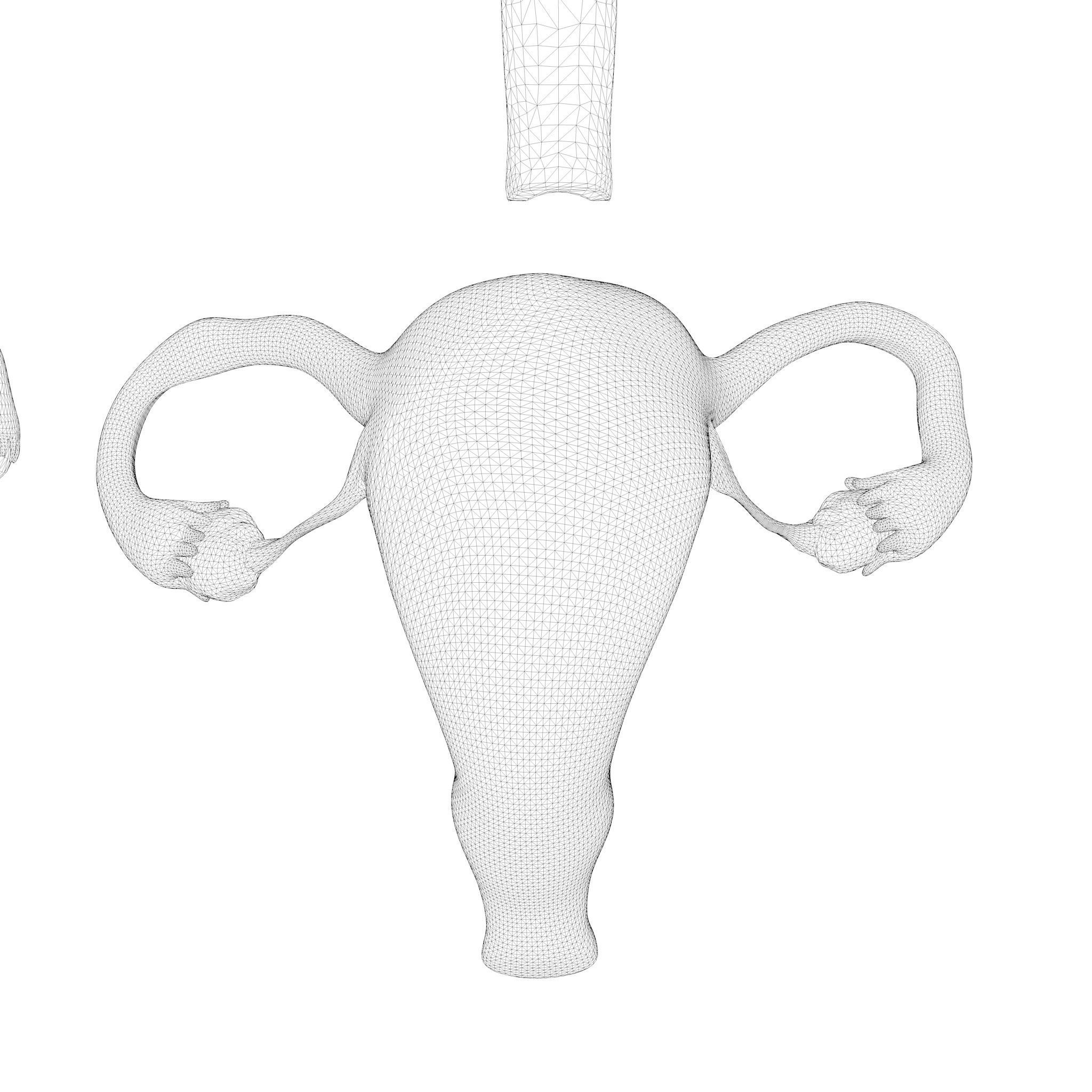 Female Reproductive System Section Bundle 3D model_15