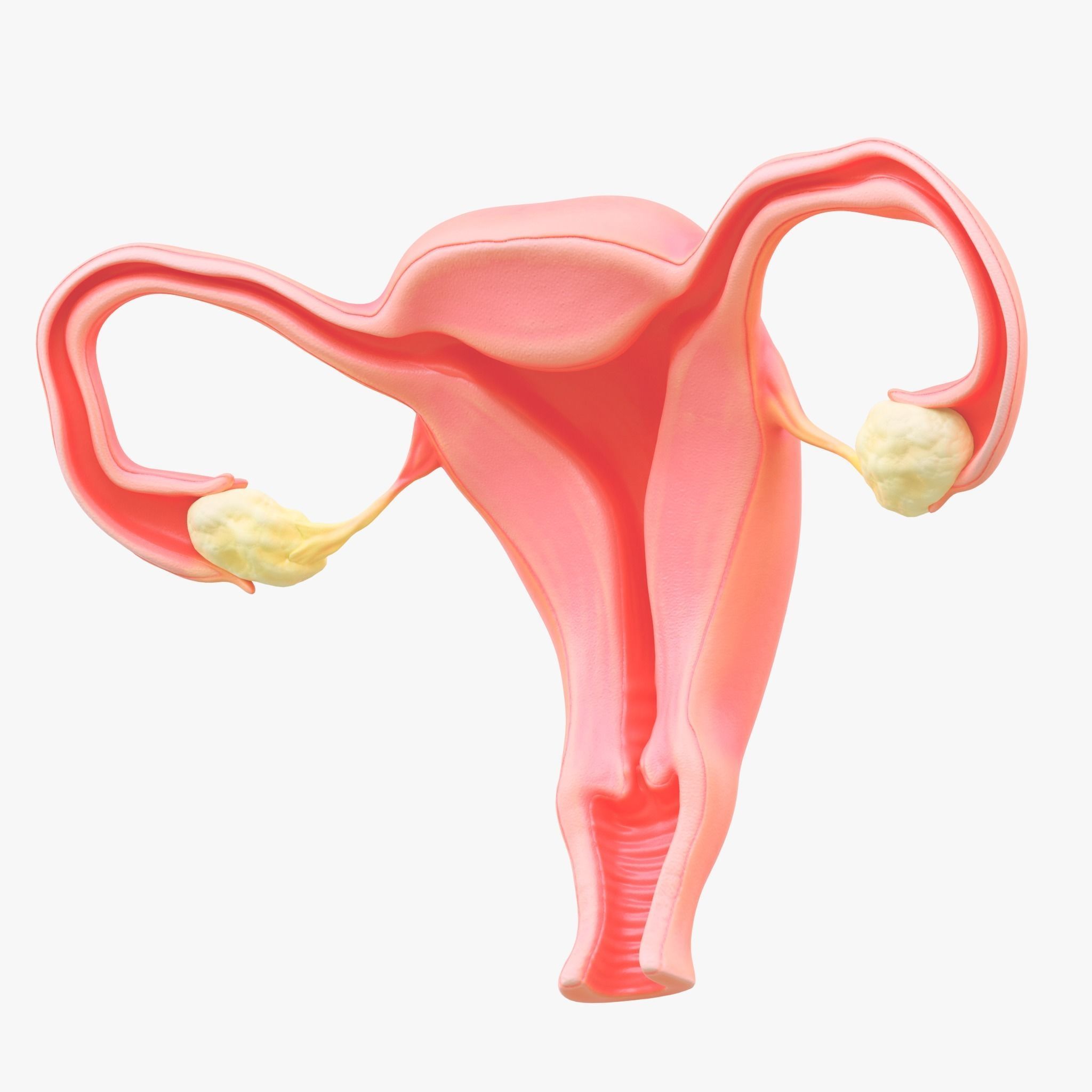 Female Reproductive System Section Bundle 3D model_7