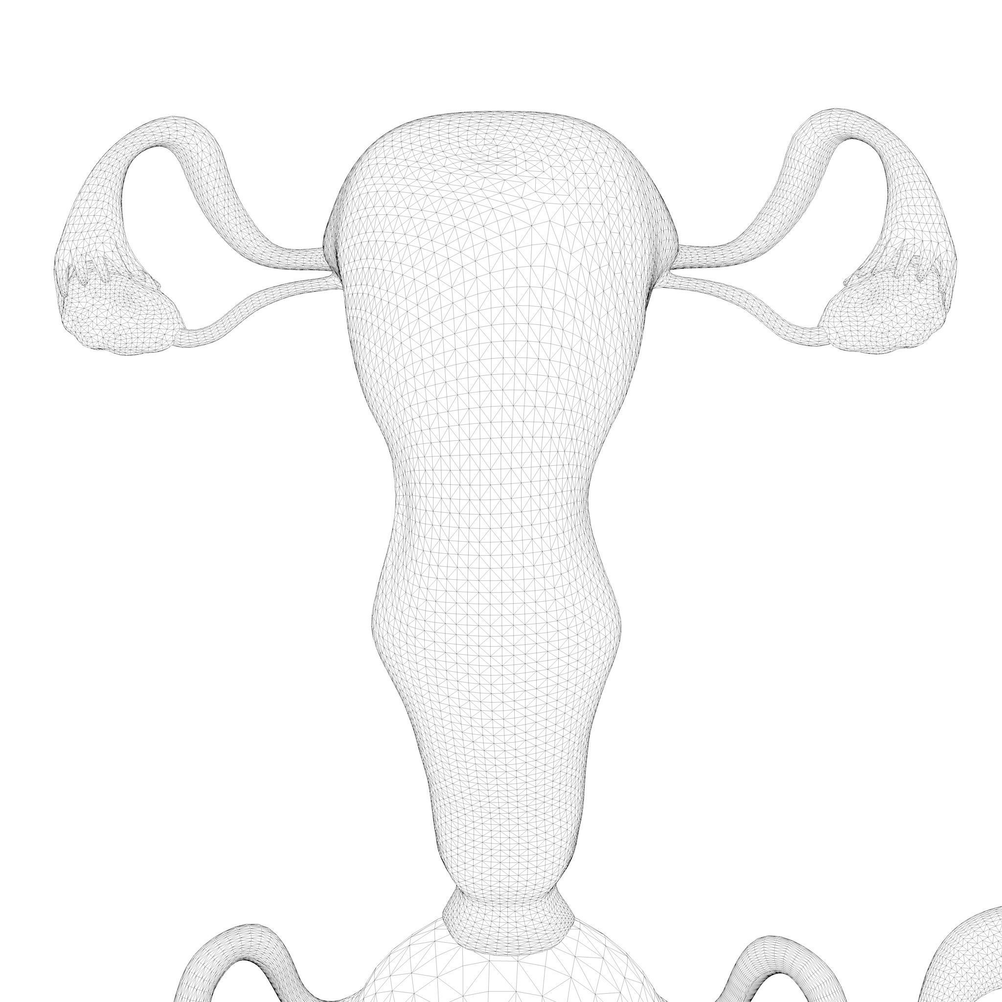 Female Reproductive System Section Bundle 3D model_17