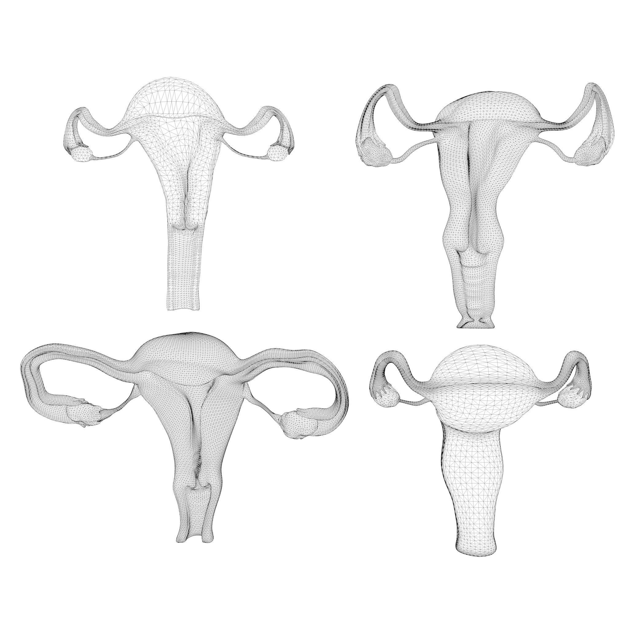 Female Reproductive System Section Bundle 3D model_13