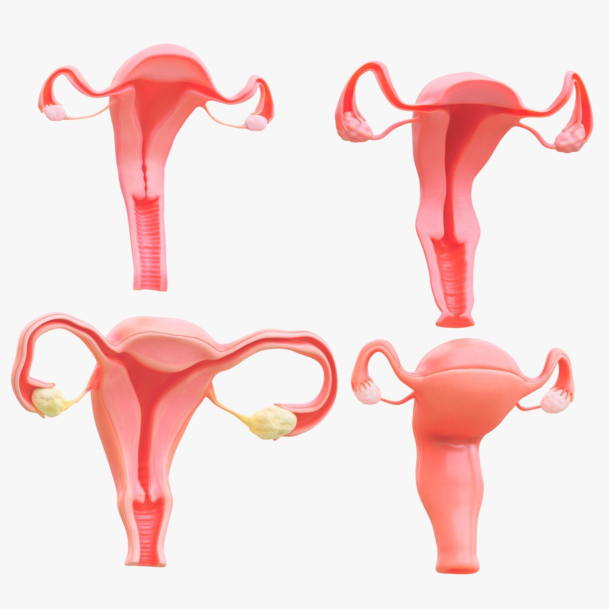 Female Reproductive System Section Bundle 3D model_2