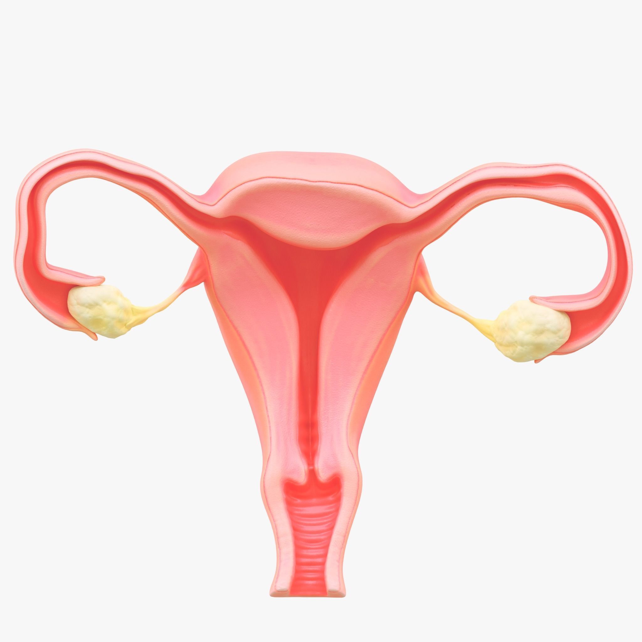Female Reproductive System Section Bundle 3D model_5