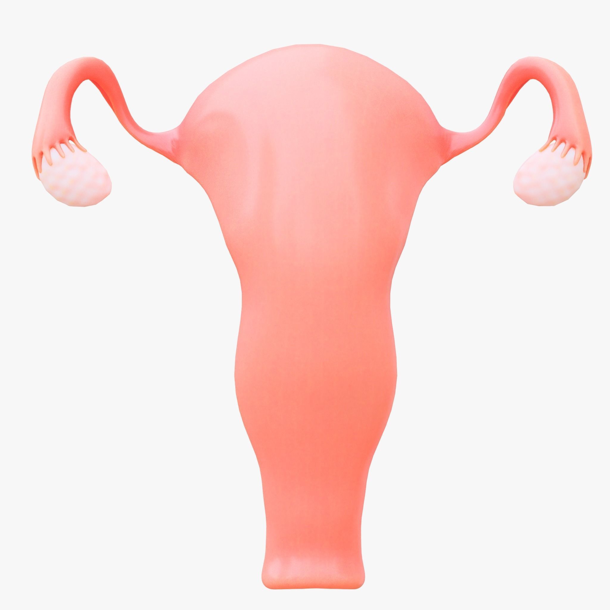 Female Reproductive System Section Bundle 3D model_11