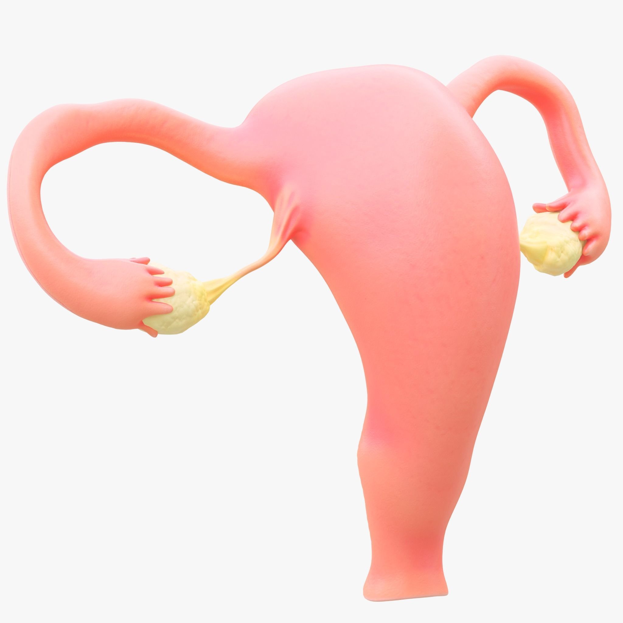 Female Reproductive System Section Bundle 3D model_10