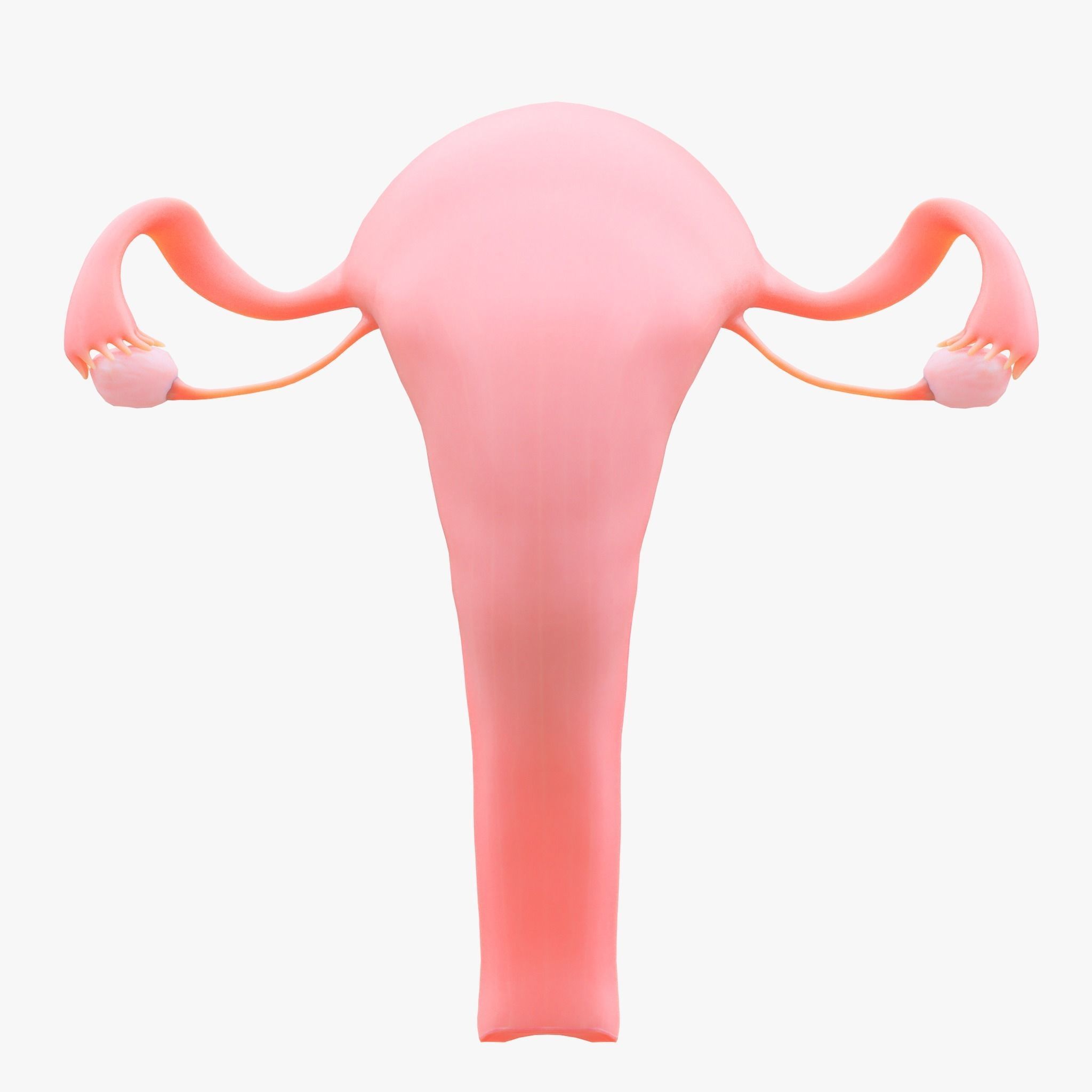 Female Reproductive System Section Bundle 3D model_8