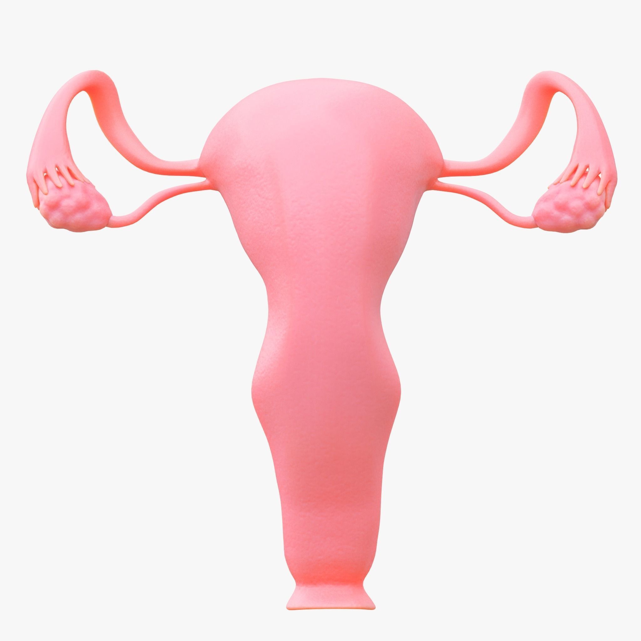 Female Reproductive System Section Bundle 3D model_12