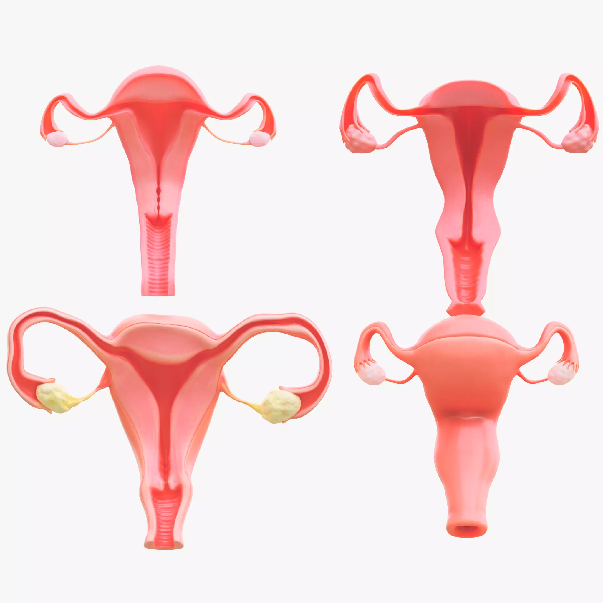 Female Reproductive System Section Bundle 3D model_0
