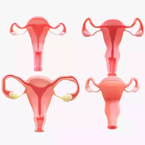 Female Reproductive System Section Bundle 3D model