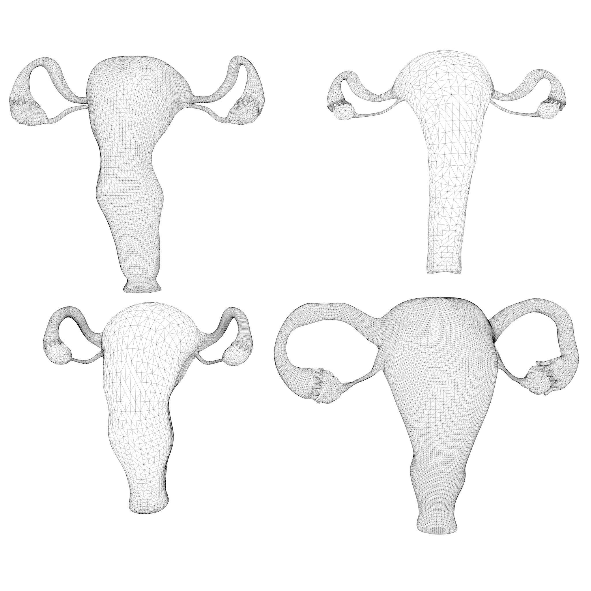 Female Reproductive System Section Bundle 3D model_14