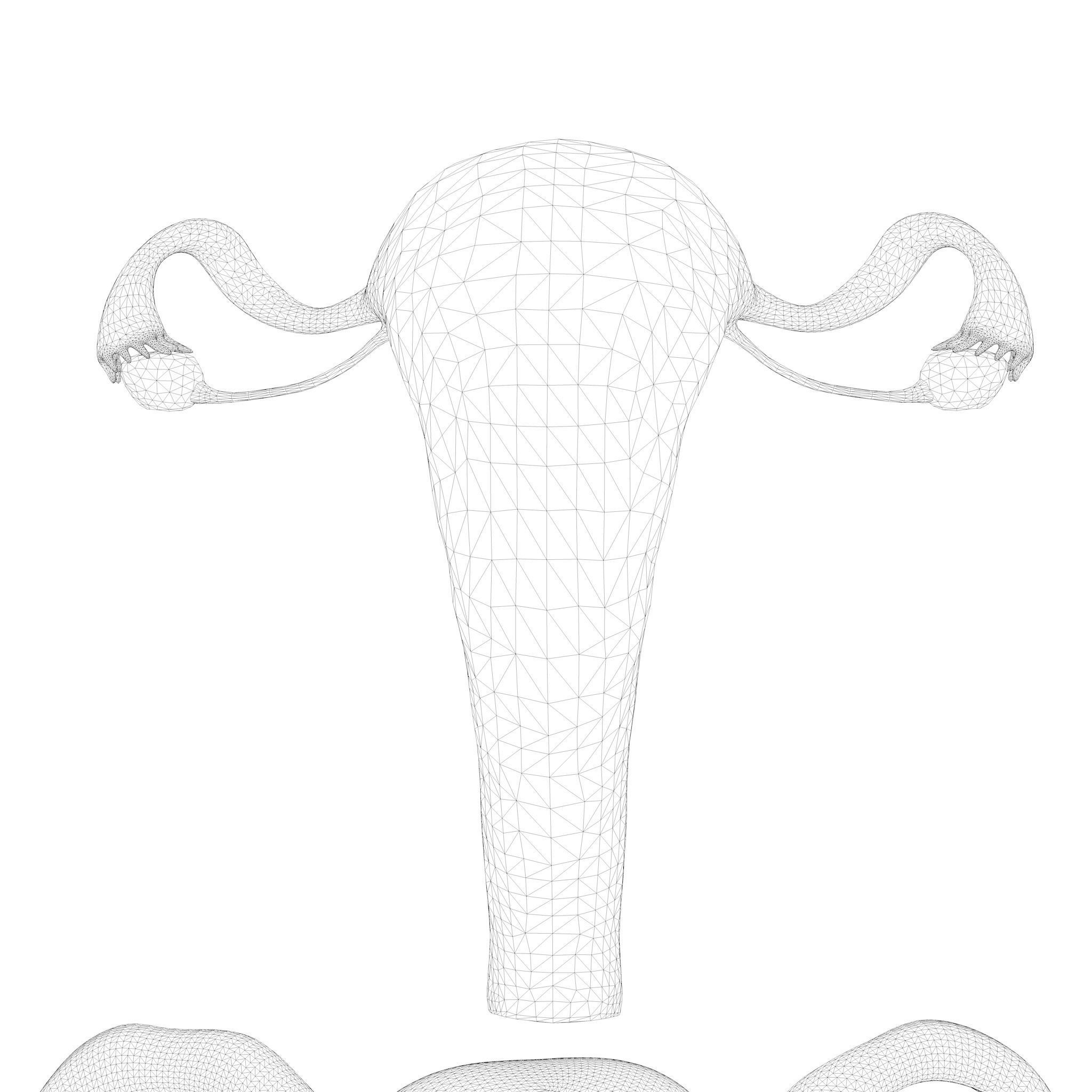 Female Reproductive System Section Bundle 3D model_18
