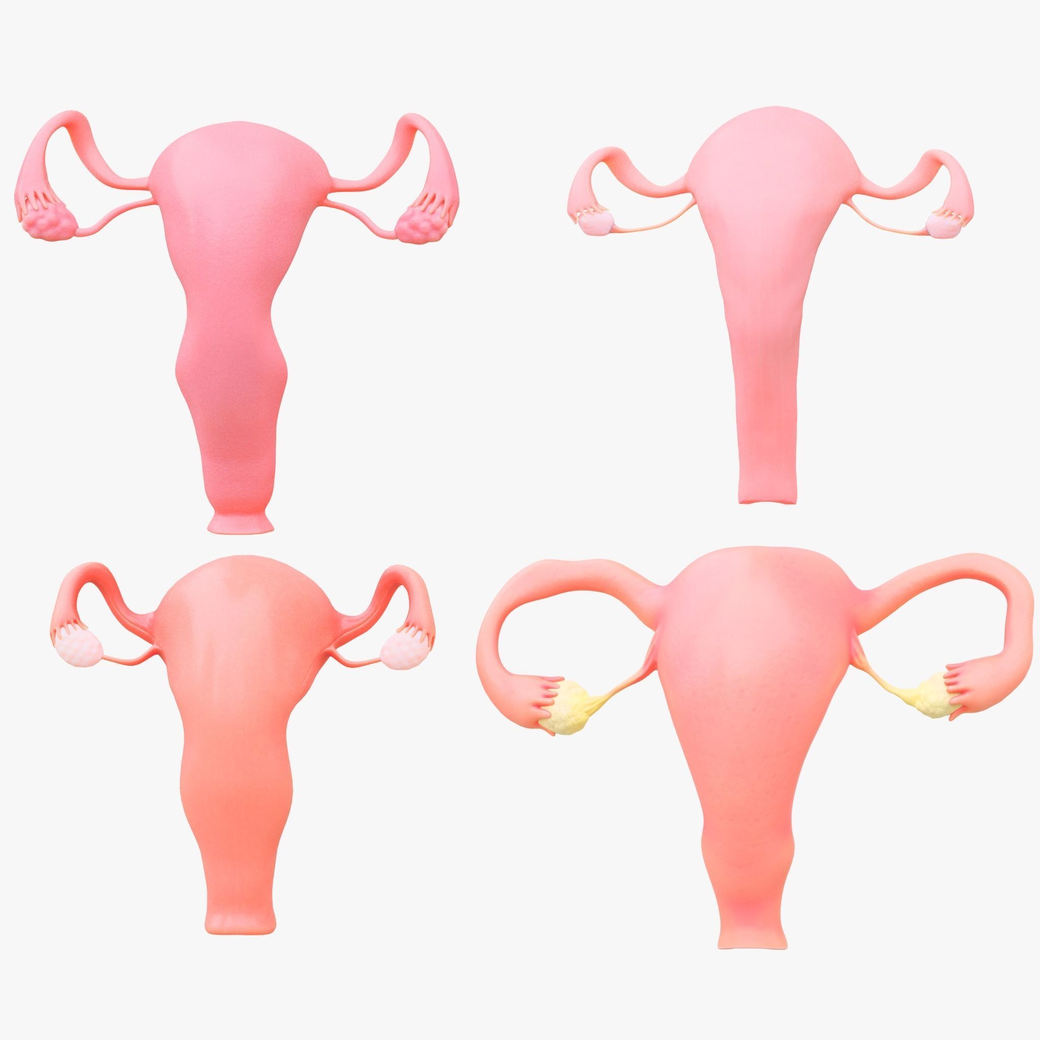 Female Reproductive System Section Bundle 3D model_1