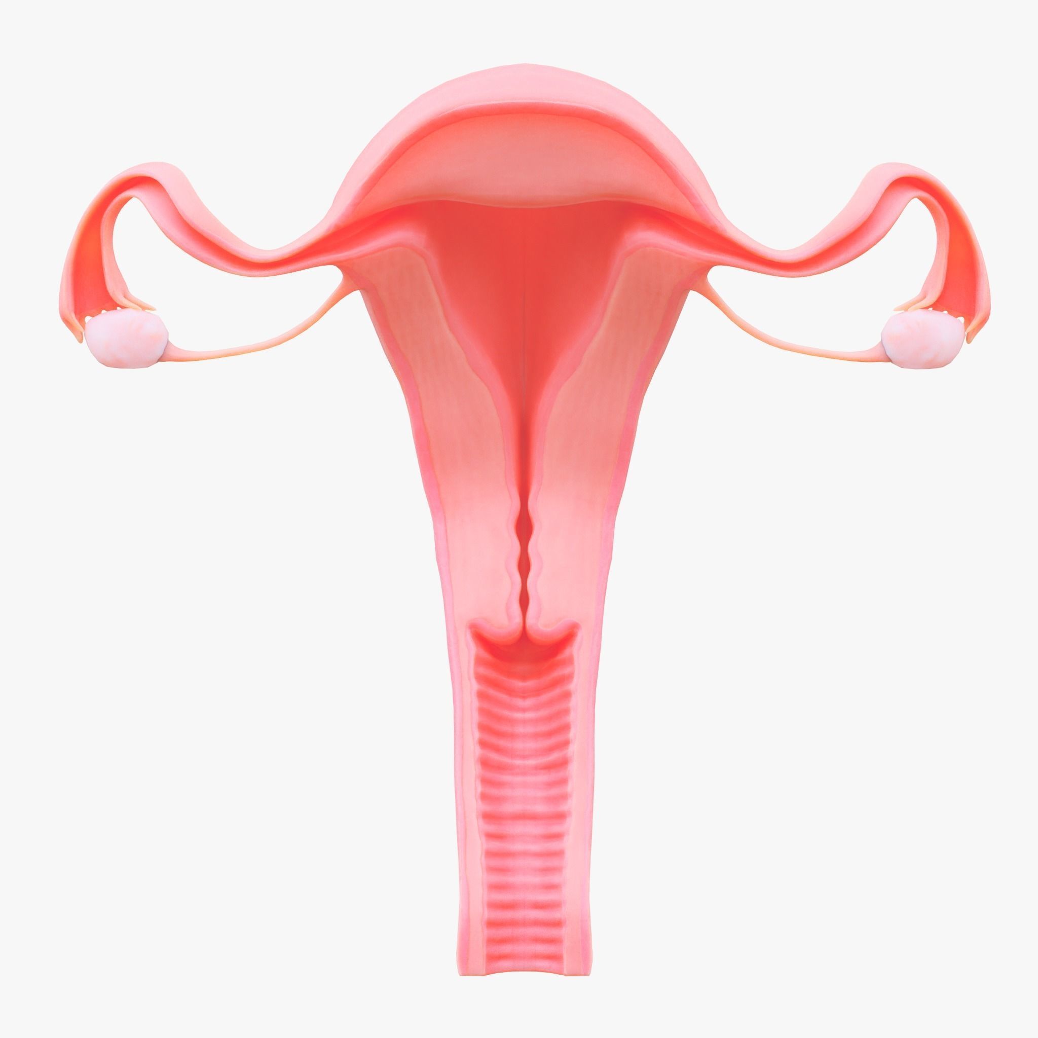 Female Reproductive System Section Bundle 3D model_4
