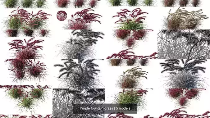 Purple fountain grass 3D Model Collection