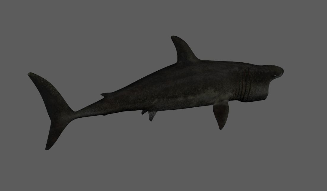 Basking-shark  Low-poly 3D model_3