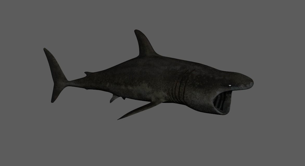 Basking-shark  Low-poly 3D model_6
