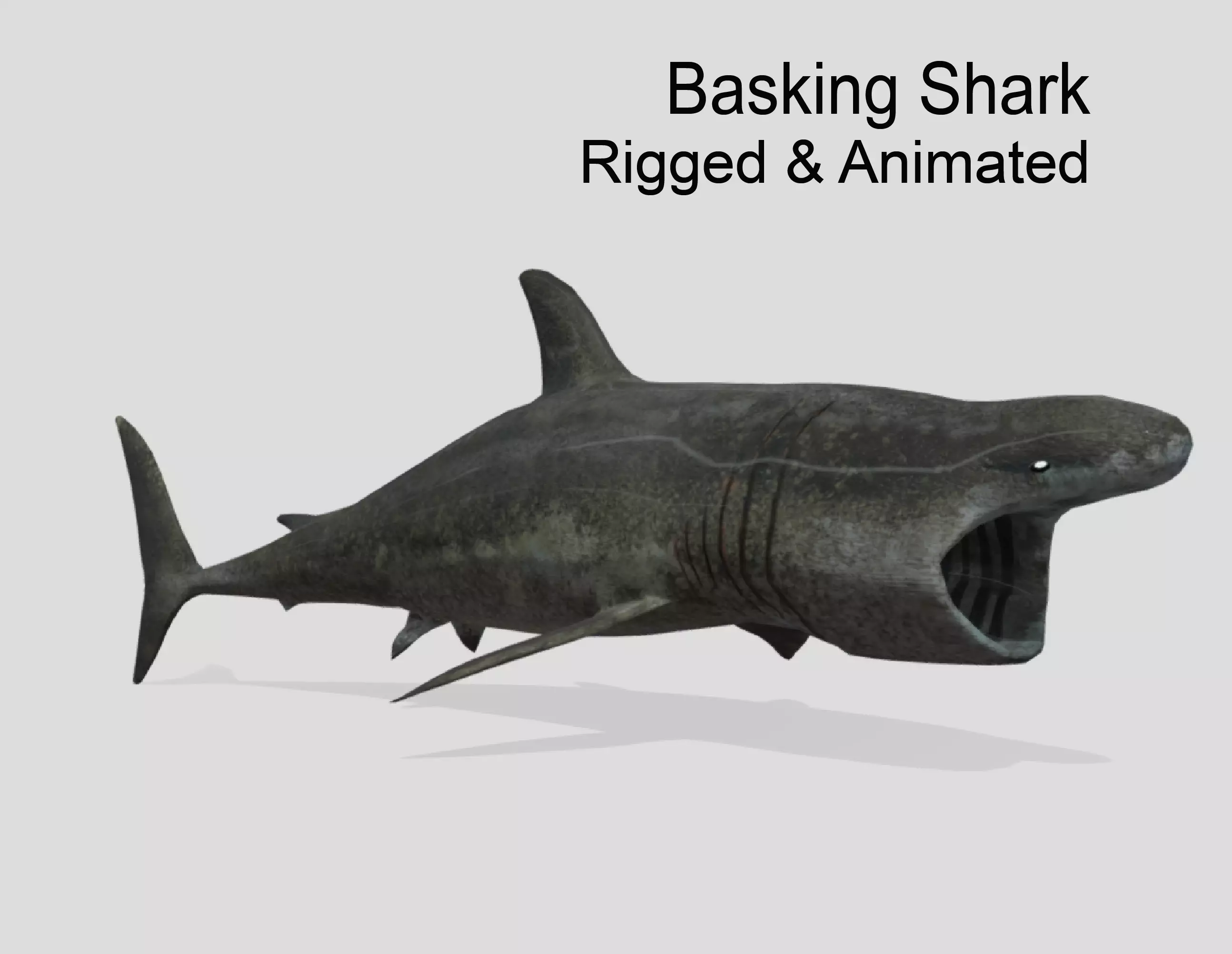 Basking-shark  Low-poly 3D model_0