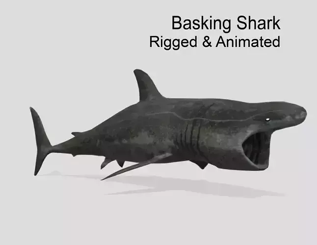 Basking-shark  Low-poly 3D model