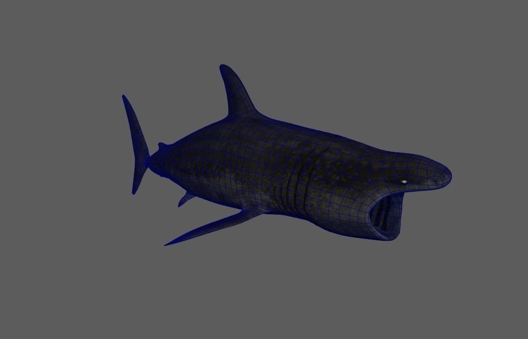 Basking-shark  Low-poly 3D model_1