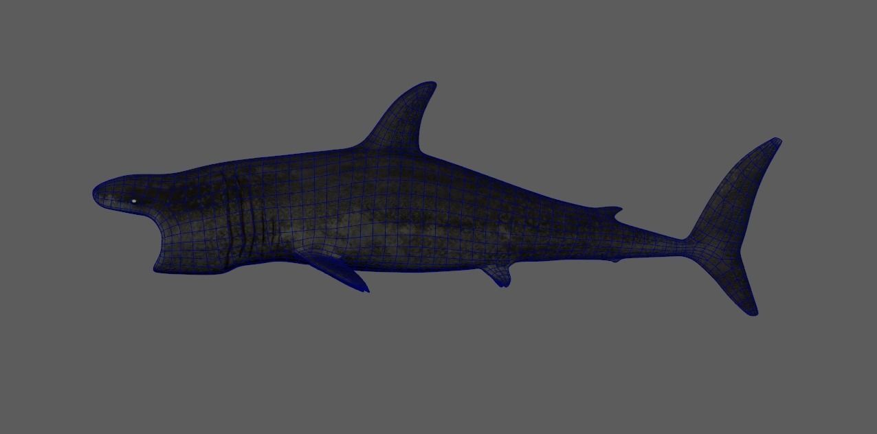 Basking-shark  Low-poly 3D model_4