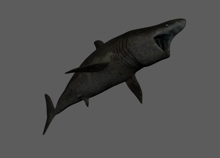 Basking-shark  Low-poly 3D model_2