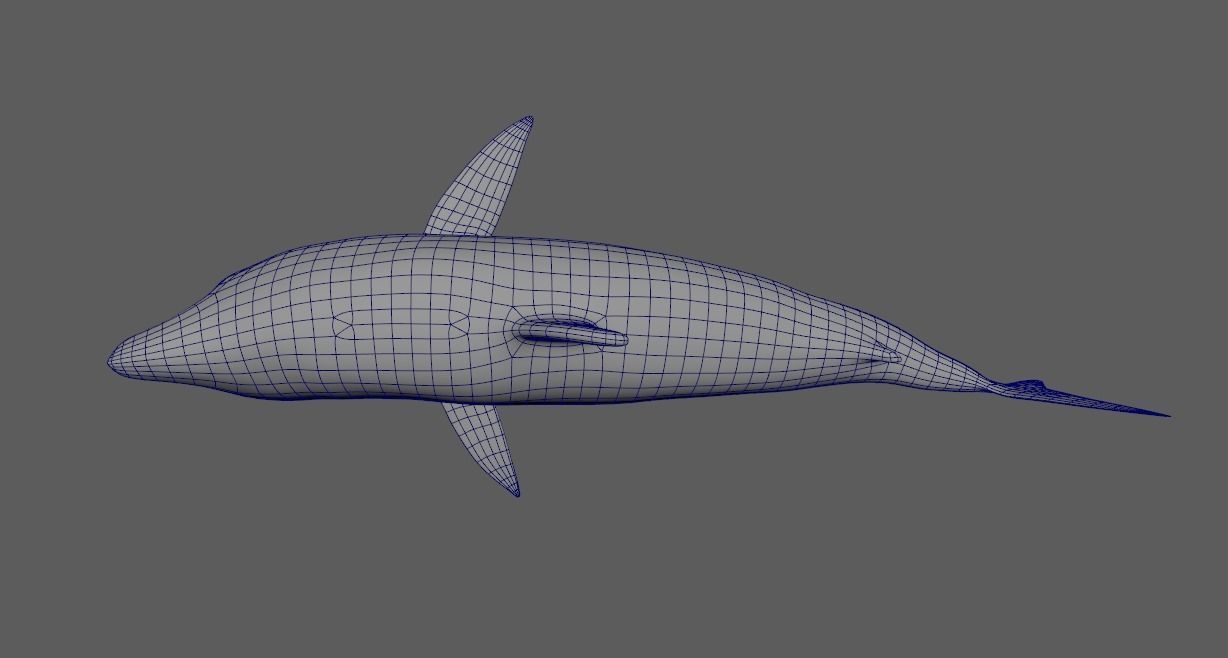 Basking-shark  Low-poly 3D model_8