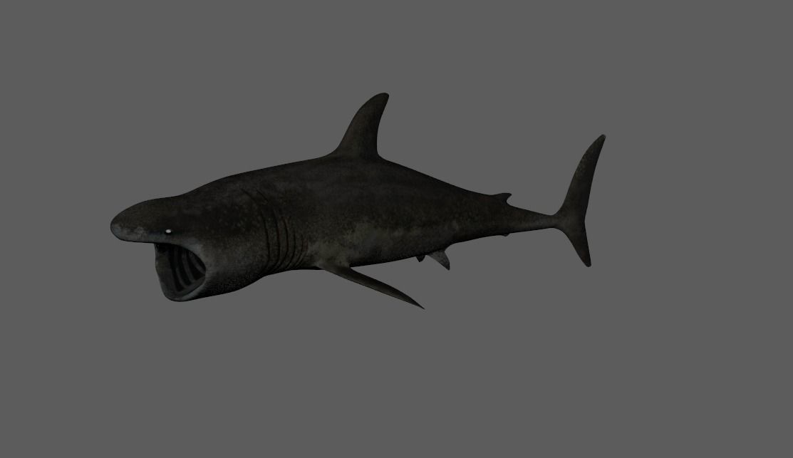 Basking-shark  Low-poly 3D model_7