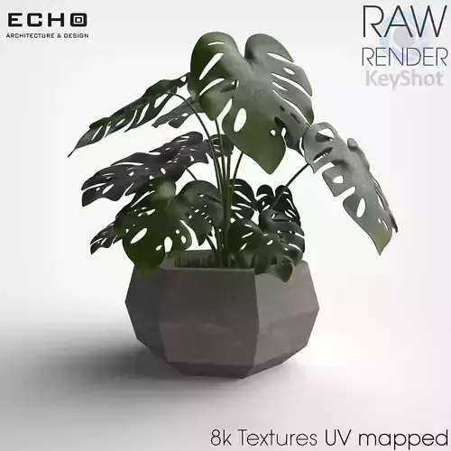 Flower Pot Monstera Deliciosa 3D model
