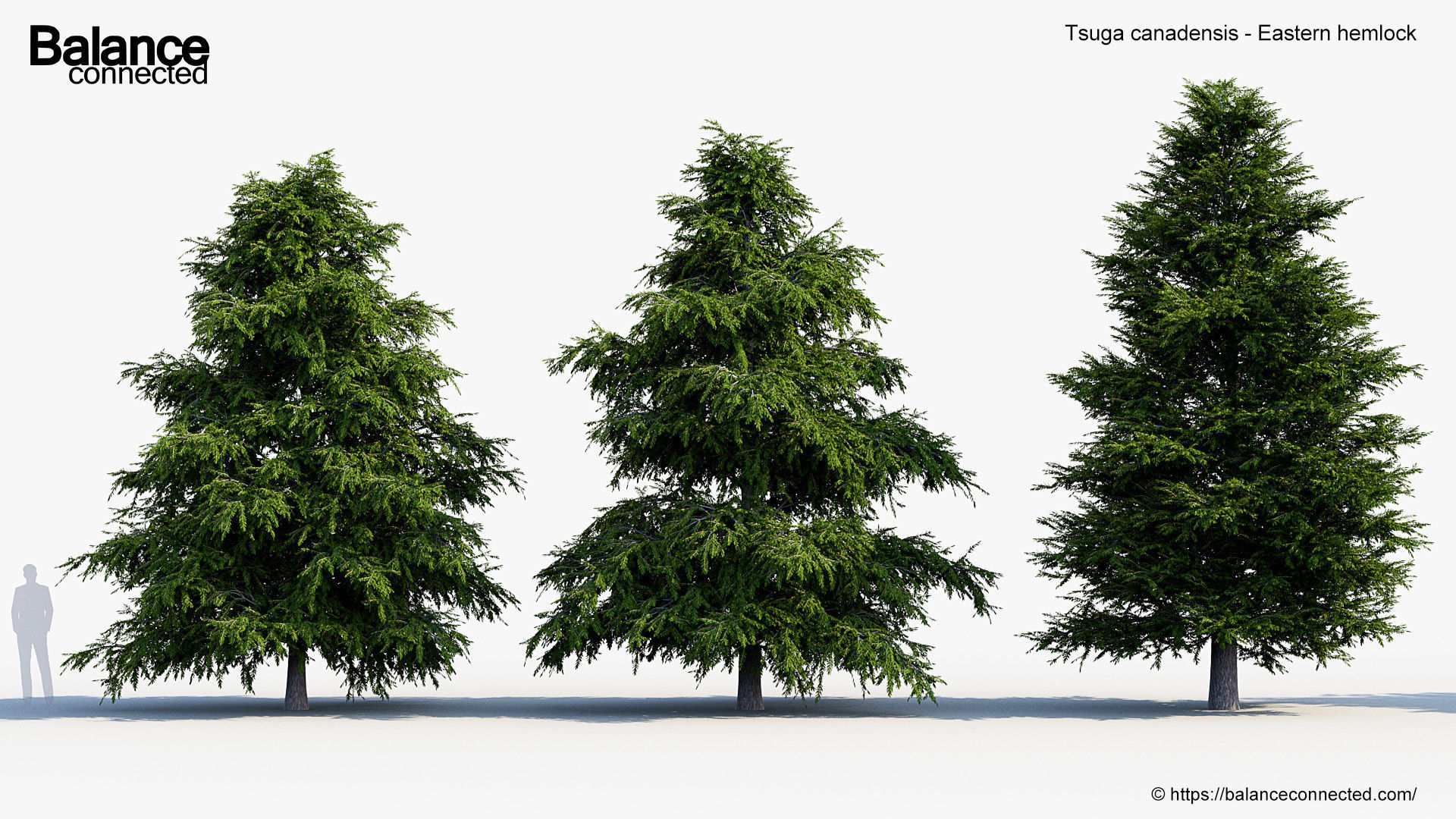 Tsuga canadensis Eastern hemlock 3D model_2